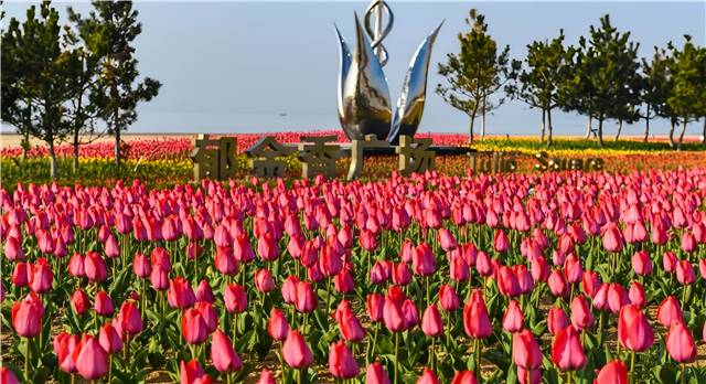 4月南海新區(qū)的郁金香廣場，22萬余株郁金香盛開