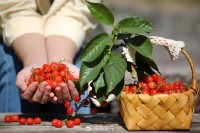 5月18日至6月16日，&ldquo;櫻桃之約&rdquo;邀你共赴！